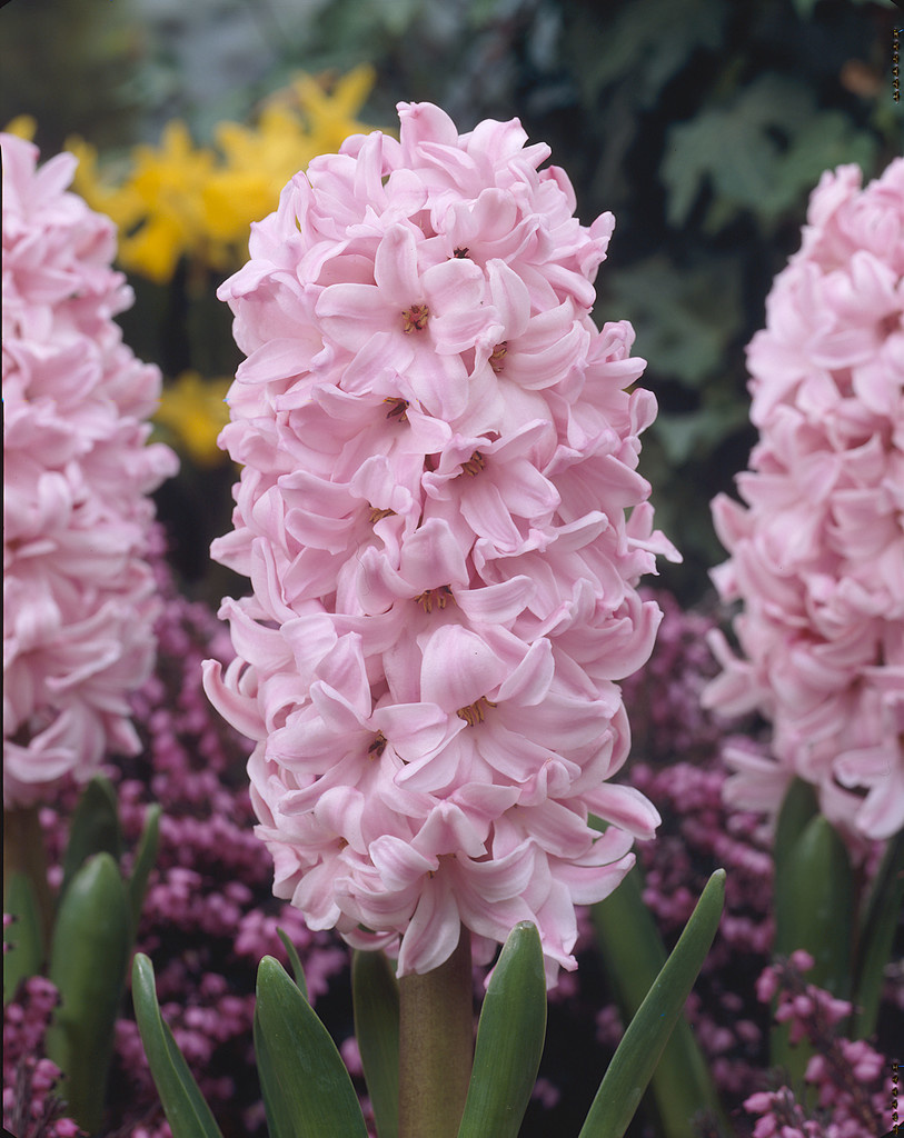 Hyacinthus orientalis 'Fondant'